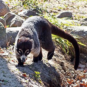 White-nosed coati