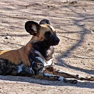 African hunting dog