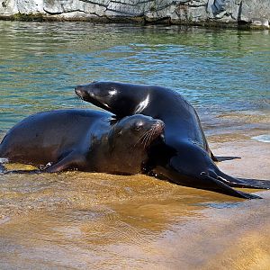 California sea lions