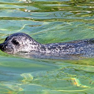East Atlantic harbour seal