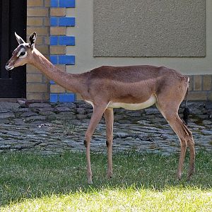 Female southern gerenuk