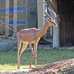 Male southern gerenuk