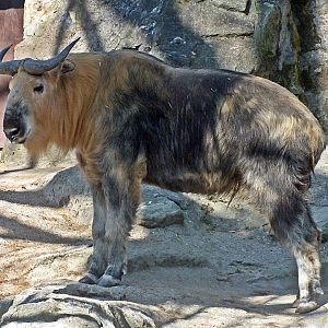 Sichuan takin