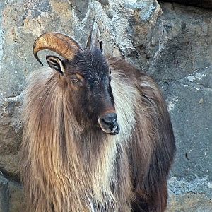 Male Himalayan tahr
