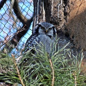 Northern hawk owl