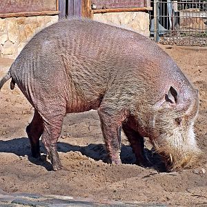 Male Bornean bearded pig