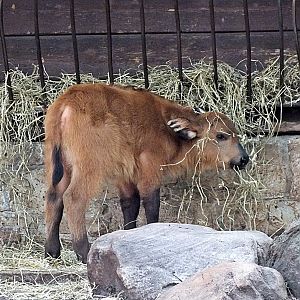 Forest buffalo calf