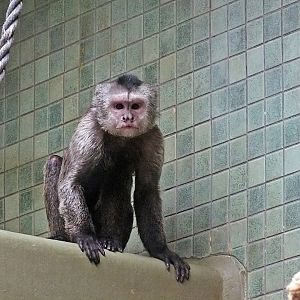 Wedge-capped capuchin