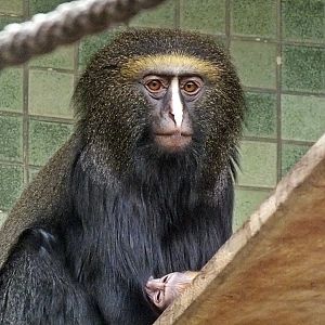 Female and baby owl-faced guenons