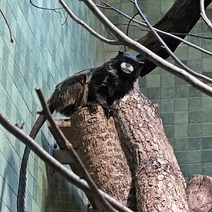 Graell's black-mantled tamarin