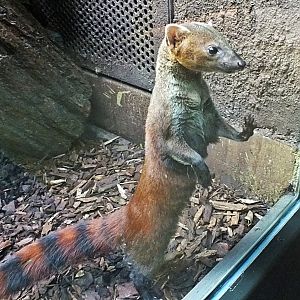 Ring-tailed vontsira