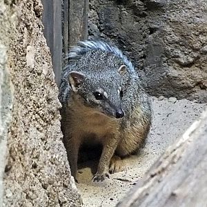 Narrow-striped boky-boky