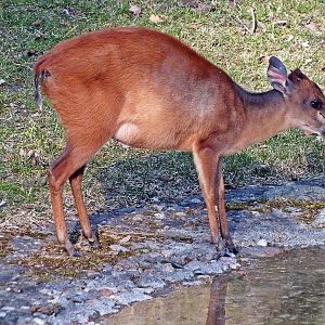 Natal red duiker