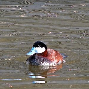 Male ruddy duck (?)