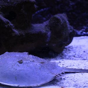 Horseshoe crab