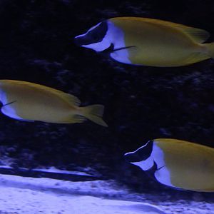 Foxface rabbitfishes - Siganus vulpinus