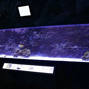 Rabbit fish aquarium