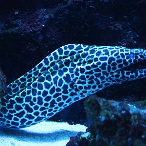 Honeycomb moray - Gymnothorax favagineus