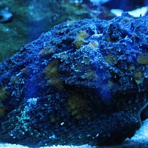 Reef stonefish - Synanceia verrucosa