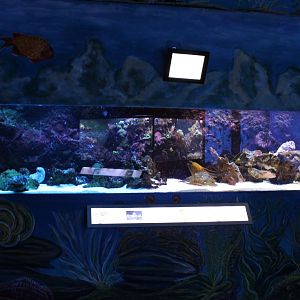 Stonefish - Moray aquarium