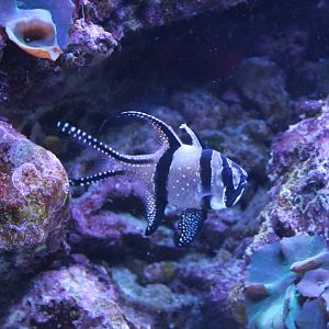 Banggai cardinalfish - Pterapogon kauderni