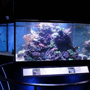 Free-standing coral-tank