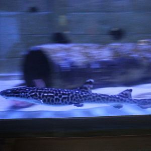 Coral catshark - Atelomyterus marmoratus