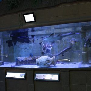 Lionfish - Catshark aquarium