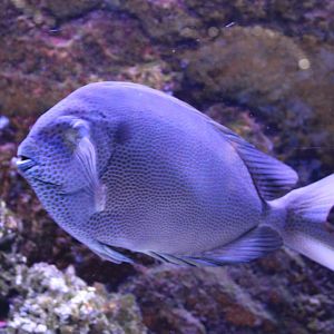 Orange-spotted spinefoot - Siganus guttatus