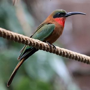 Red-throated bee-eater (Merops bulocki) - Tropen-Aquarium