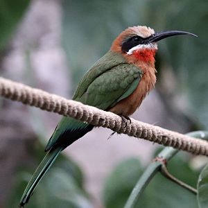 White-fronted bee-eater (Merops bullockoides) - Tropen-Aquarium