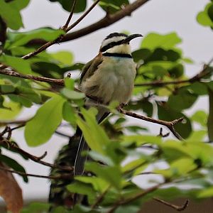 White-throated bee-eater (Merops albicollis) - Tropen-Aquarium