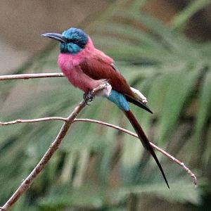 Northern carmine bee-eater (Merops nubicus) - Tropen-Aquarium