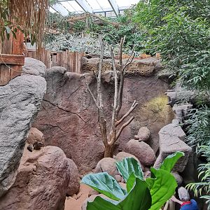 Common rock hyrax enlosure, with nesting tunnels for bee-eaters above it - Tropen-Aquarium