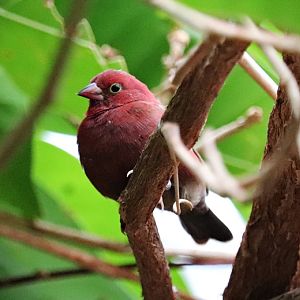 Uganda red-billed firefinch (Lagonosticta senegala ruberrima)