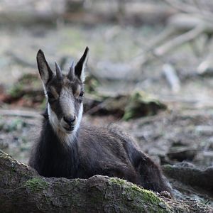 Chamois