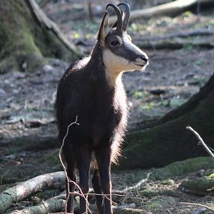 Chamois
