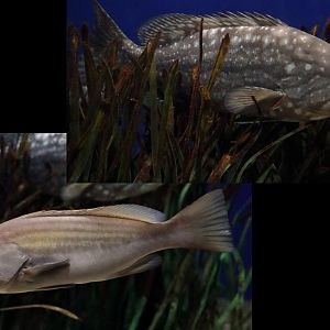 Fish ID (Palma Aquarium) - male/famale of same species?