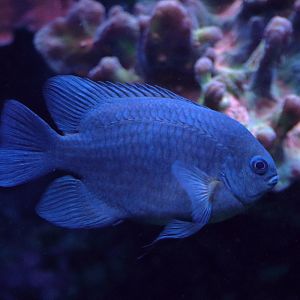 Fish ID (Palma Aquarium)
