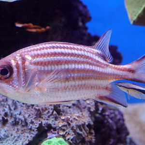 Fish ID (Palma Aquarium)
