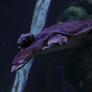 Turtle ID (Palma Aquarium)