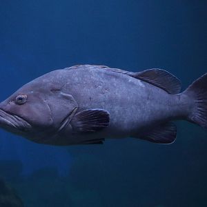 Fish ID (Palma Aquarium)
