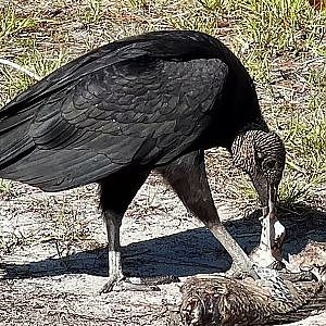 Black Vulture Fish Feast - YouTube