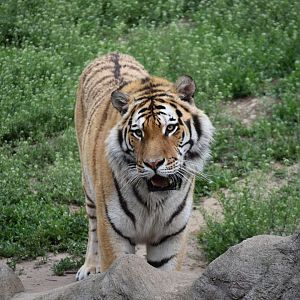 Siberian Tiger (Panthera tigris altaica)