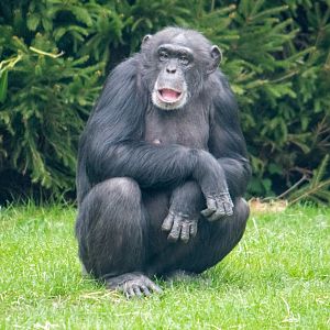 ID Please - Chester Chimpanzee