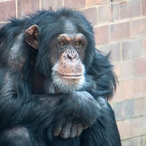 Eric - Chimpanzee