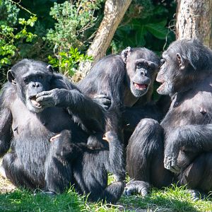 Chimpanzees - ID Please