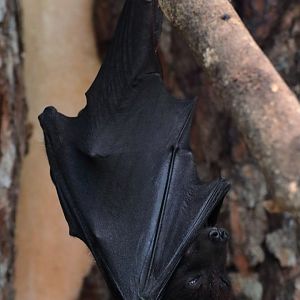 Flying fox ID (Natura Parc, Mallorca)