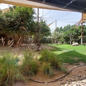 First Aviary - Ibis and other birds