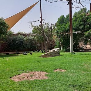 First aviary  - Ibis and other birds